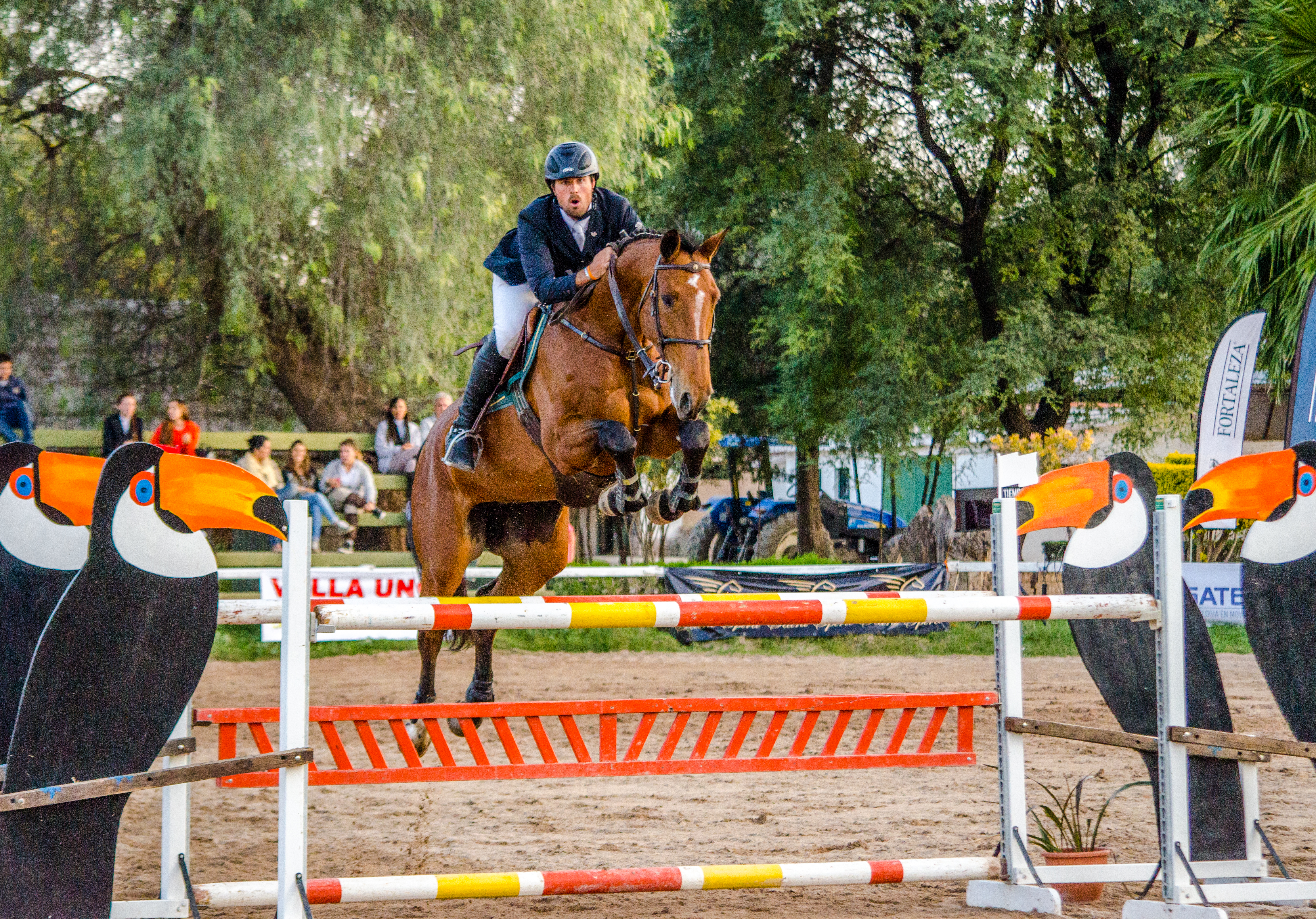 DALINDE VDL (KWPN)