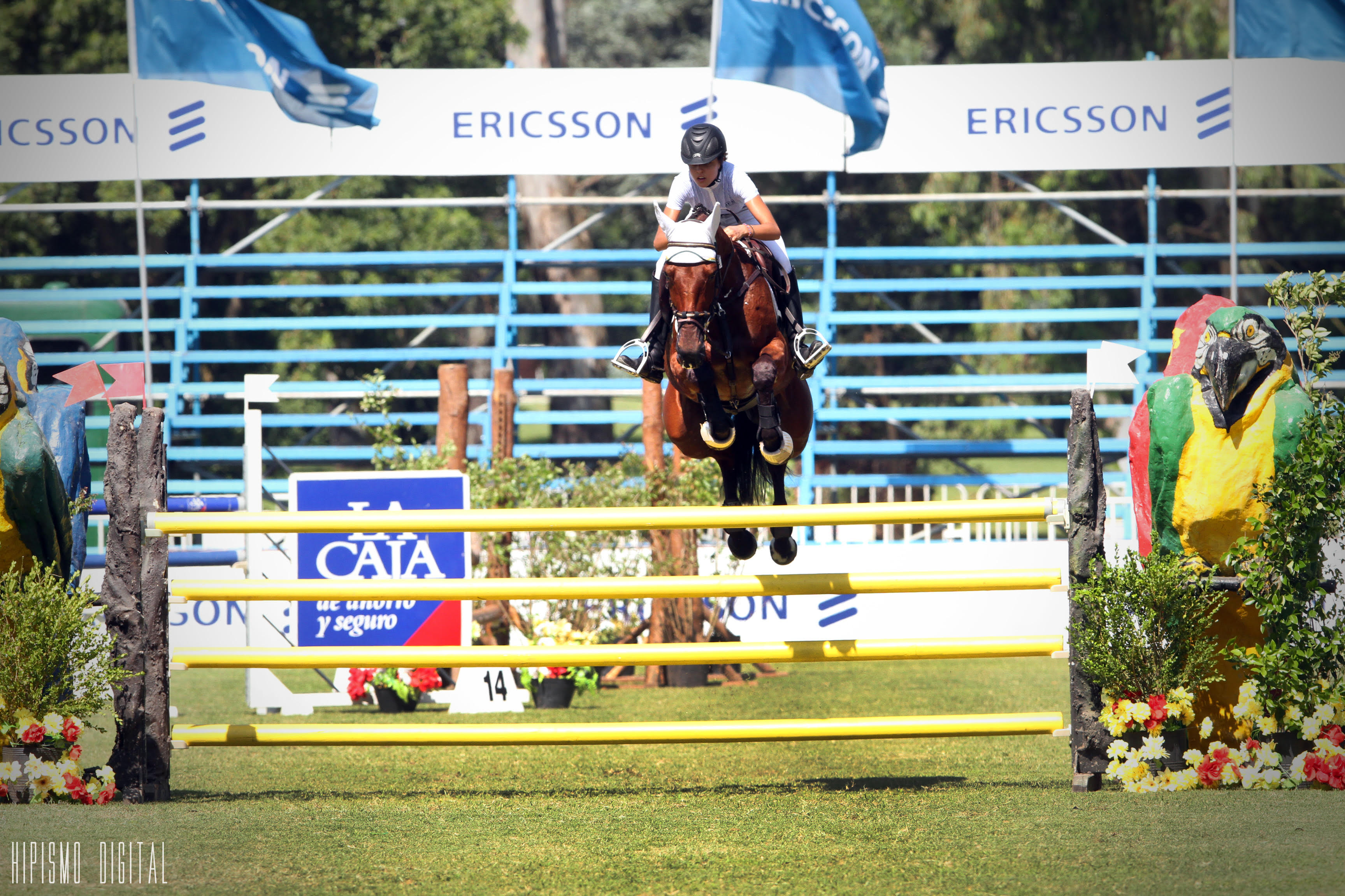 MAGNUS ANTIGONA (SA)