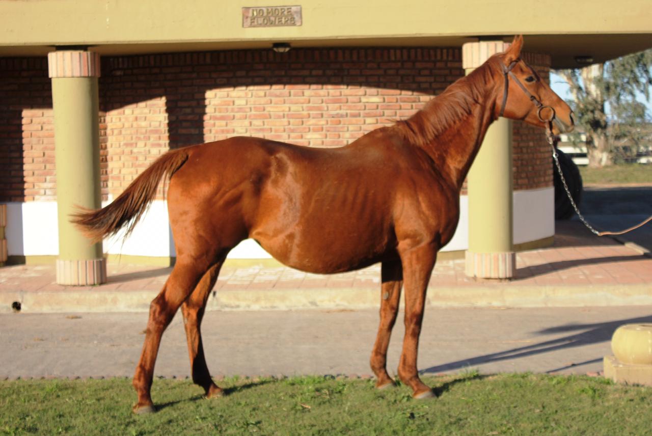 PEGASUS INDIRA (SA)